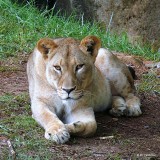 Maketa the Lioness - NC Zoo