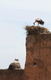 Storks