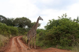 Giraffe by the roadside