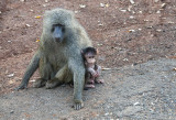 Baboon mum and baby