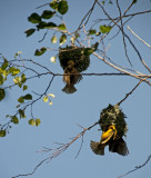 Weaver birds making nests