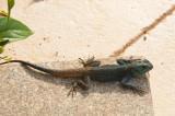 Agama Lizard