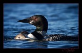 Loon from a kayak