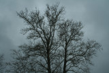 Gray Sky