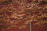 Beech Tree Against the Barn