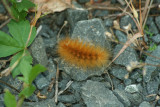 caterpillar20.jpg