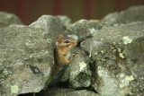Eastern Chipmunk