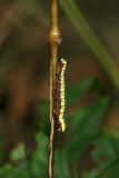 caterpillar21_botr.jpg