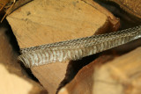 Shed Snake Skin