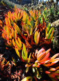 D3A_2787IcePlant1.jpg