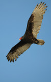 D3A_2467TurkeyVulture1.jpg