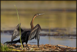 Anhinga dAfrique