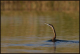 Anhinga dAfrique