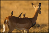 Impala