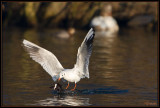 Mouette attaque 1b