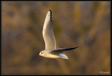 Mouette en vol 2