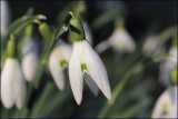 Snowdrop - galanthus nivalis (3)