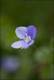 Common field-speedwell - veronica persica