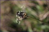 Ribwort plantain - plantago lanceolata