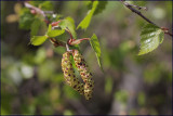 Silver birch - Betula pendula