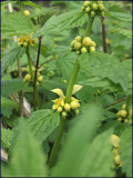 Yellow archangel - lamiastrum galeobdolon