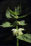 White dead-nettle - lamium album