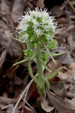 White butterbur - petasites albus