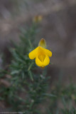 Common gorse - ulex europaeus