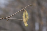 Common hazel - corylus avellana (M)