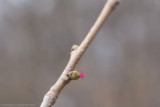 Common hazel - corylus avellana (F)