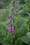 foxglove