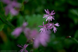 Ragged Robin