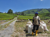Cameron Highland.jpg