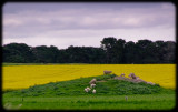 Colourful Sheep