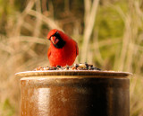 Male Cardinal 7
