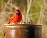 Male Cardinal 6