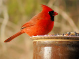 Male Cardinal 5