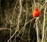 Male Cardinal perched