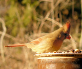 Female Cardinal 2