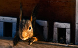 Mrs Squirrel, l HELP me..I am stuck..