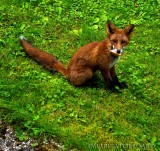 The hungry fox in my garden ;)
