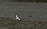 Recurvirostra avosetta  _EM-1683.jpg