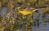 Motacilla flava_EM-95590.jpg