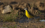 Motacilla flava_EM-95525.jpg