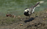 Motacilla alba_EM-7598.jpg