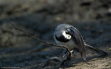 Motacilla alba_EM-7317.jpg