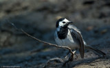 Motacilla alba_EM-7305.jpg