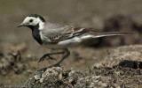 Motacilla alba_EM-7603.jpg