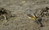 Motacilla cinerea_EM-7944.jpg