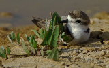 Charadrius alexandrinus_EM-0552938.jpg